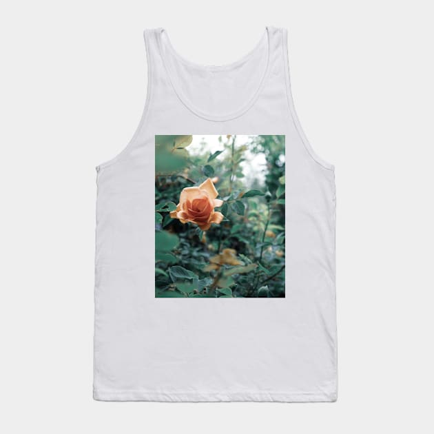 David Austin Lady of Shalott Peach Heirloom Roses Tank Top by penandbea